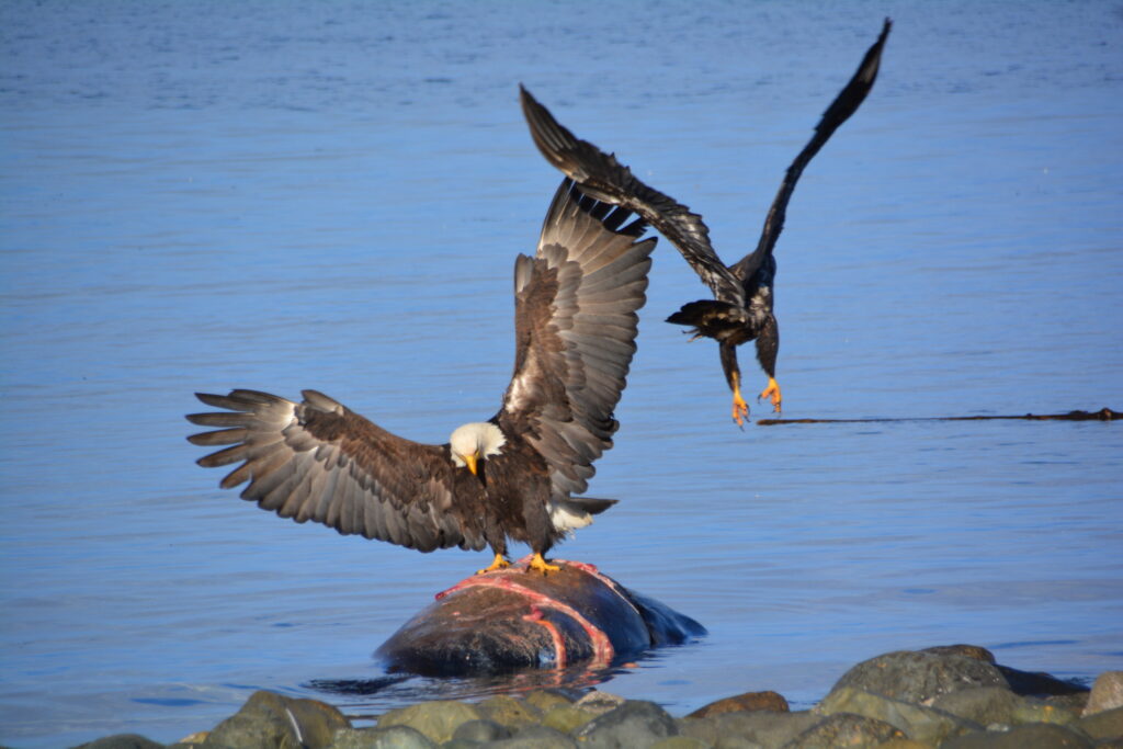 Eagles feasting on a sea lion
