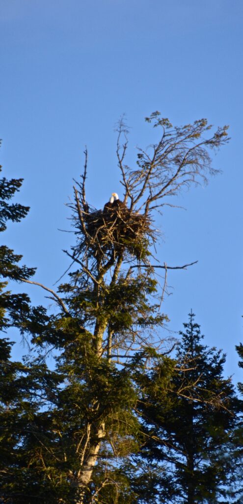 Eagles nesting next door.