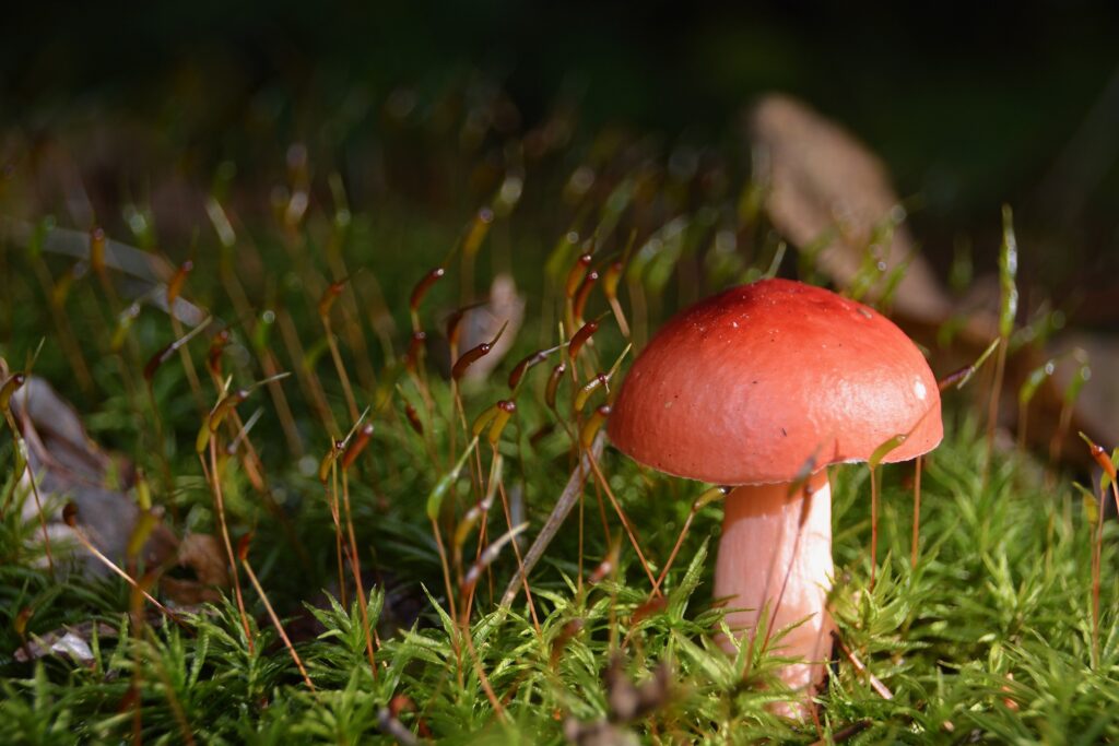 Tiny mushroom and faery moss