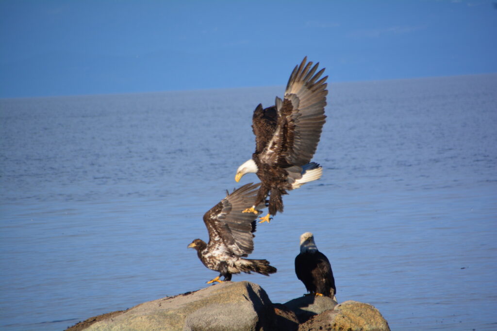Adult and immature bald eagles