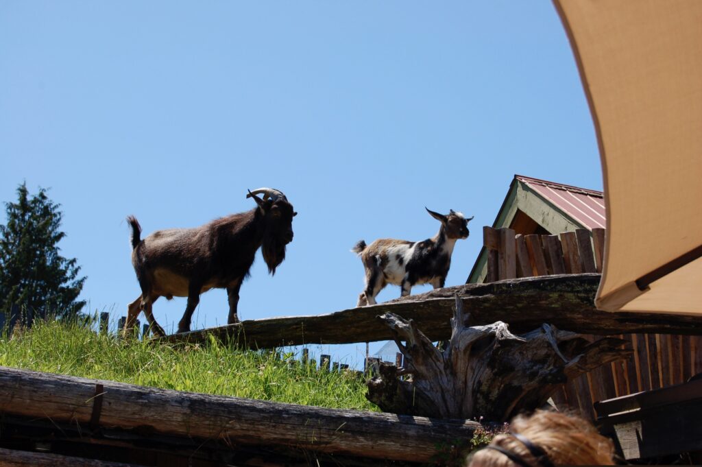 Goats On Roof, Coombs