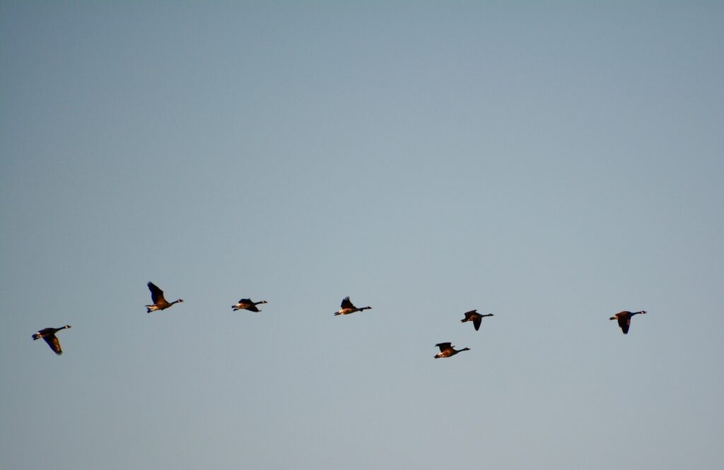 Canada geese fly by