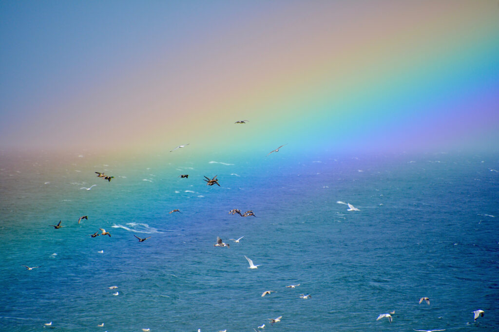 Seagulls in the rainbow