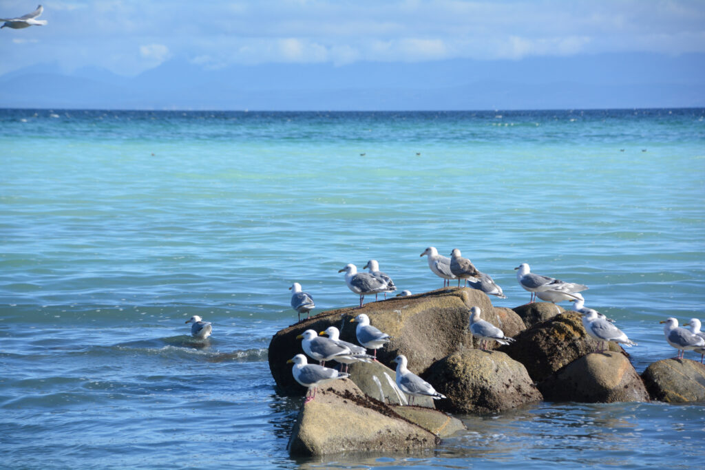 Seagulls enjoying the herring run