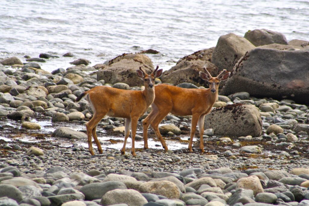Bucks on the beach